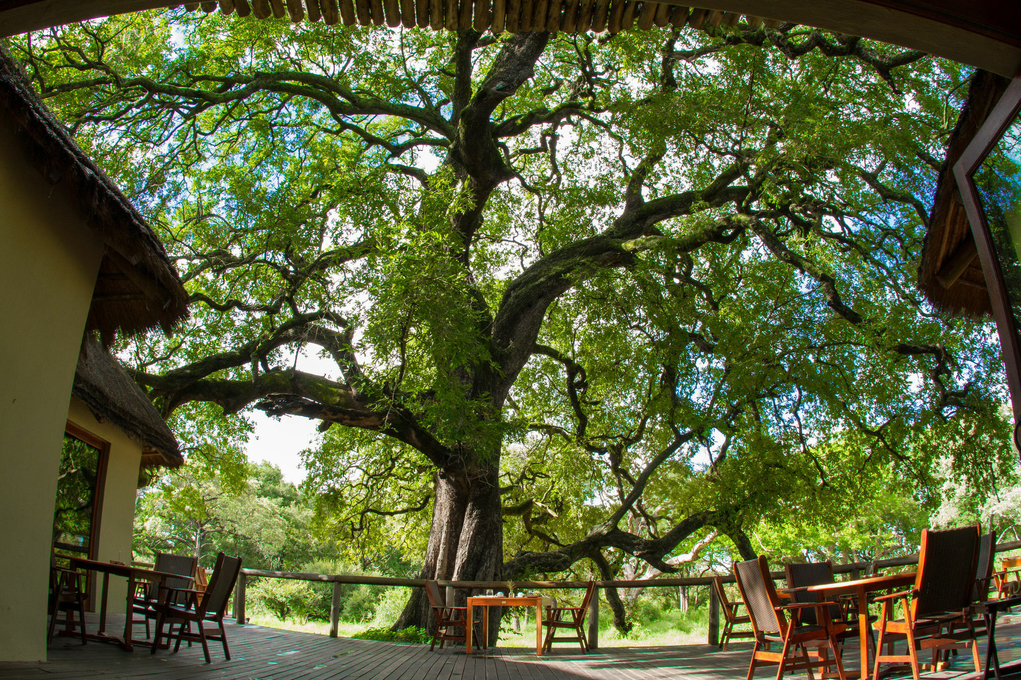 Tintswalo Safari Manyeleti Game Reserve Exterior foto