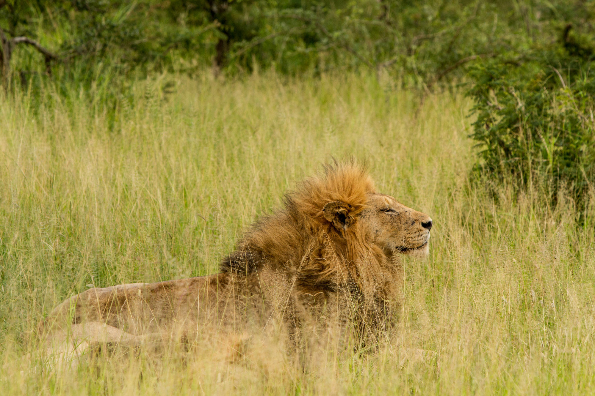 Tintswalo Safari Manyeleti Game Reserve Exterior foto