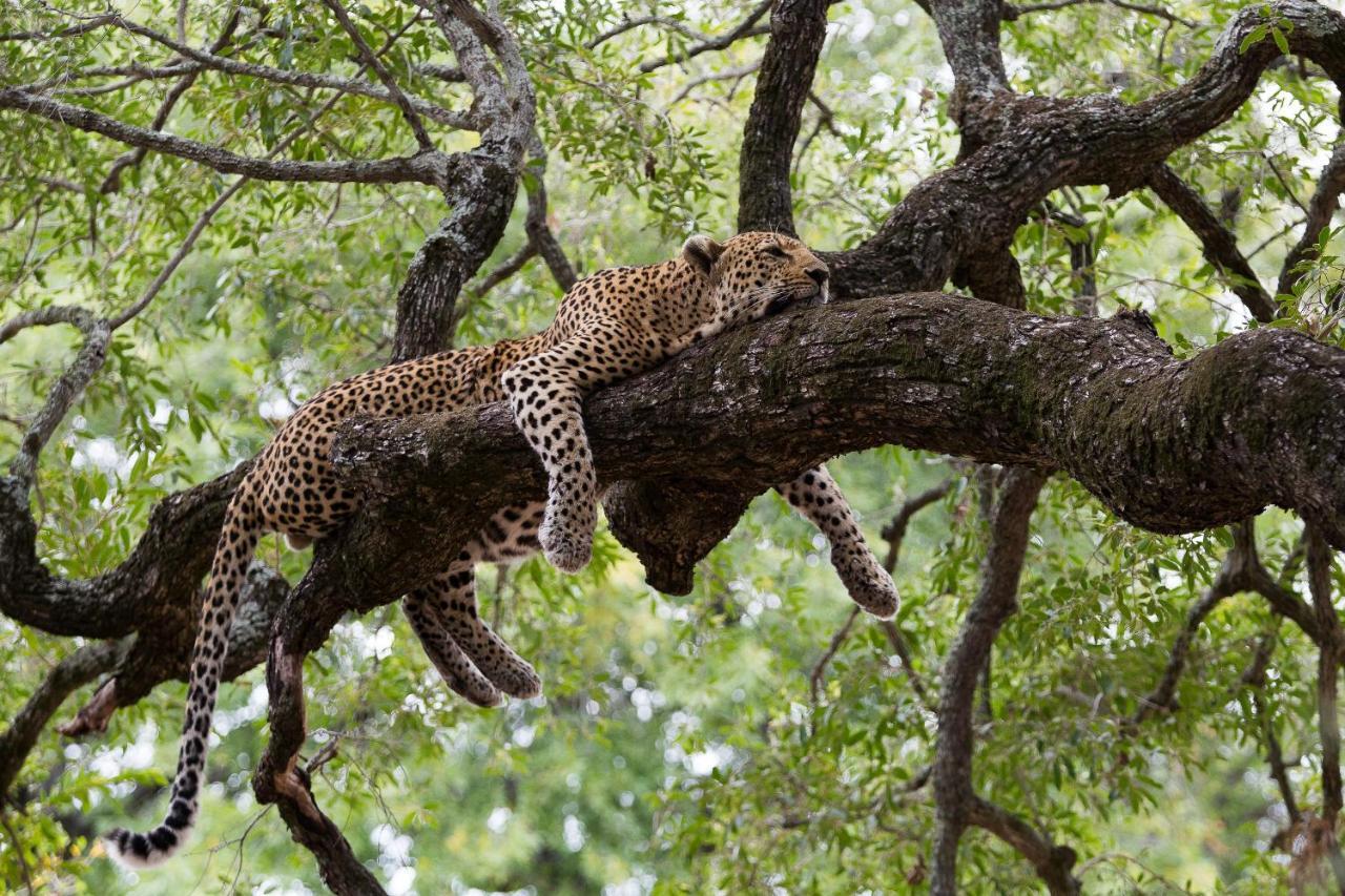 Tintswalo Safari Manyeleti Game Reserve Exterior foto
